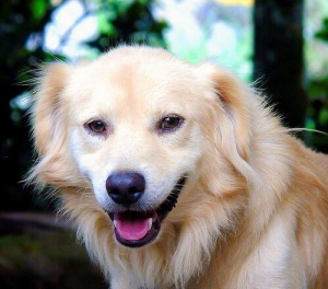 De que cuidados um cão adulto precisa?