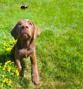 A picada de abelha ou vespa no cão: como agir