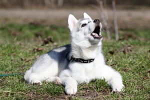Se seu cão se comportar assim, leve-o rapidamente ao veterinário
