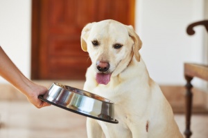 Inapetência: Meu cachorro não quer comer, o que eu faço?