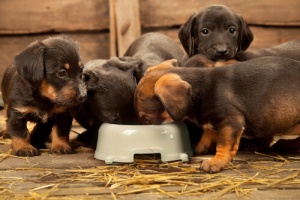 Dicas para ajudar o seu cão a comer mais devagar