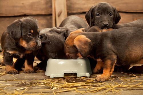 Dicas para ajudar o seu cão a comer mais devagar Dicas para ajudar o seu cão a comer mais devagar