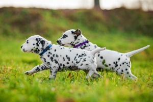 5 raças de cães que têm mais energia