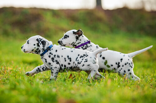 5 raças de cães que têm mais energia 5 raças de cães que têm mais energia