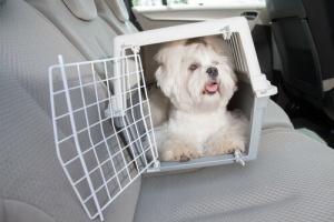 Caixa de transporte para animais: Conheça todas aqui!
