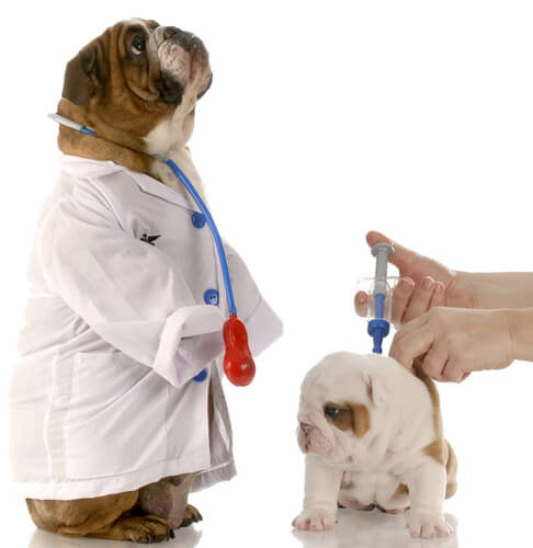 calendário de vacinação para cães