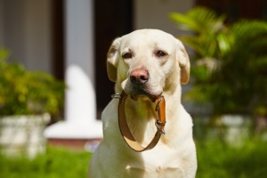 Coleiras e correias para cães. Conheça-as!
