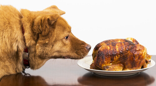 Cachorro cheirando comida