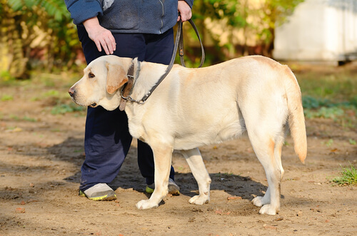 Materiais para coleiras