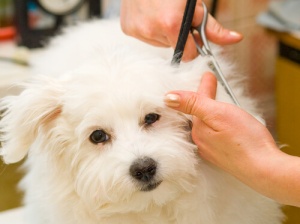 Como cortar o pelo de um cão