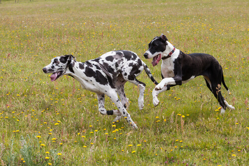 Cães correndo