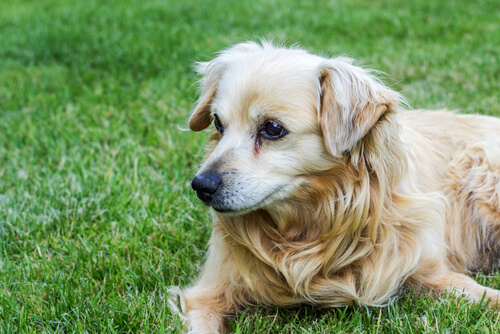 doenças oftalmológicas em cães mais comuns