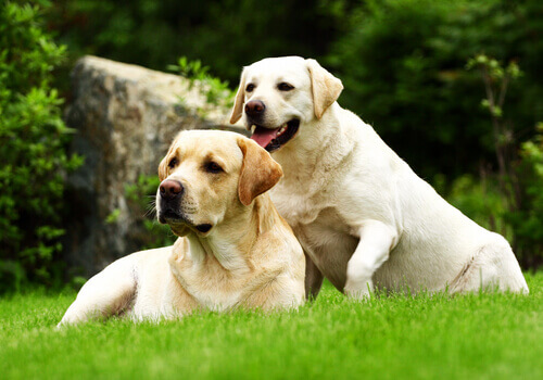 Cães doadores de sangue