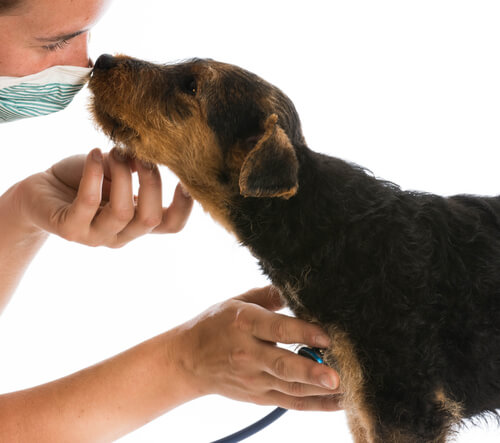 Veterinário examinando cão