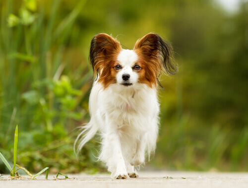 Tratamento adequado para cães idosos de raças pequenas