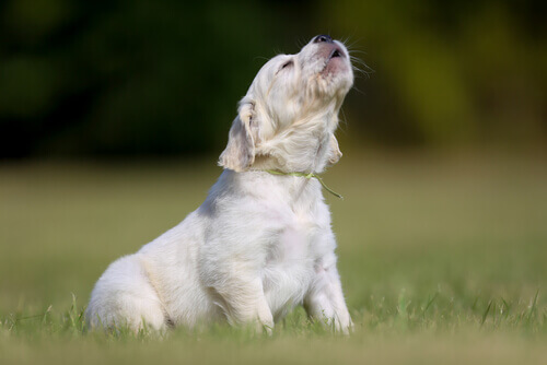 Latidos: 4 conselhos para que seus vizinhos não odeiem o seu cão Latidos: 4 conselhos para que seus vizinhos não odeiem o seu cão