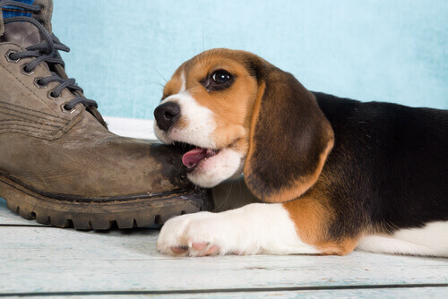 Por que o meu cachorro gosta tanto de morder sapatos e como corrigir isso