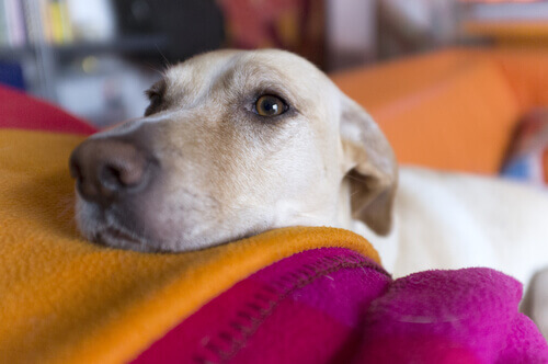 doenças-oculares Detectando doenças oftalmológicas em cães