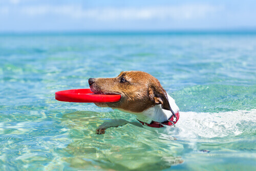 Como viajar nas férias de verão com o cachorro? Aqui você saberá