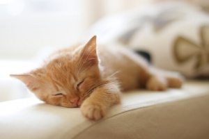 O que os animais fazem à noite? Aqui contaremos a você a estranha vida noturna deles