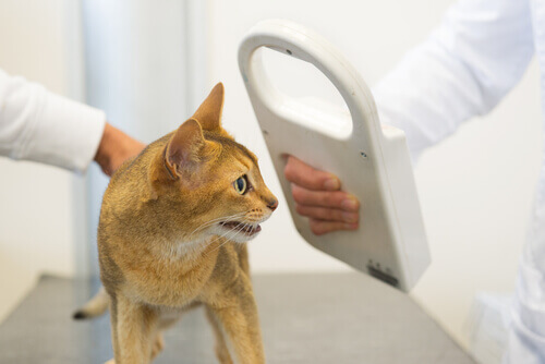Identificação animal por microchip