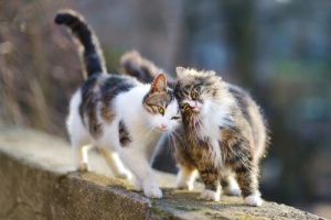 Dados importantes para que seu gato seja feliz e saudável
