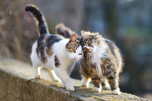 Dados importantes para que seu gato seja feliz e saudável