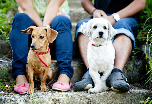 Por que não devemos obrigar um cão a interagir com outros?