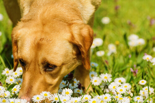 Cão cheirando flores