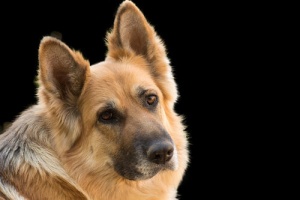 Diabetes em cães: tratamento adequado