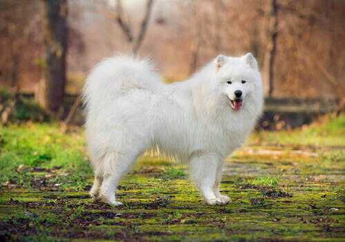 Como cuidar dos pelos dos cães