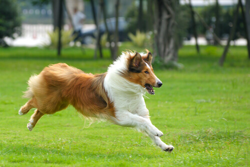 perro-collie-correndo