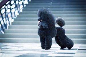 A estética dos Poodles