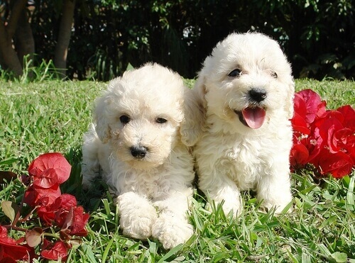 poodle