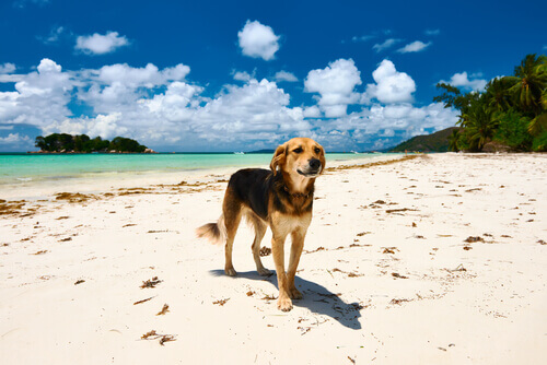 Conheças as melhores praias para cães
