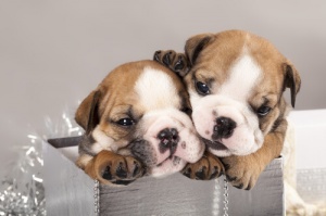 Não dê animais como presente!