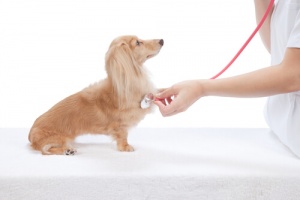 Problemas de coração nos cães