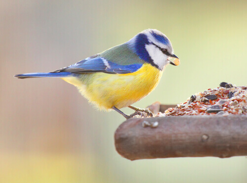 pássaro-comendo