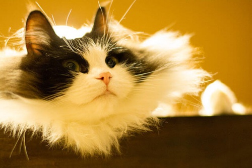 O Ragamuffin, um gato carinhosíssimo e enorme