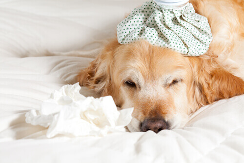 Como prevenir e tratar o resfriado dos cães