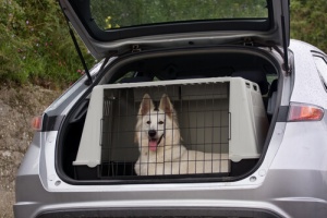 Viajar de carro: a vida do seu cão está em suas mãos