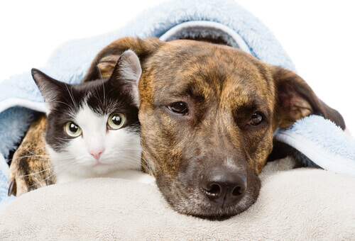 O tumor de mama em cães e gatos, uma doença muito perigosa