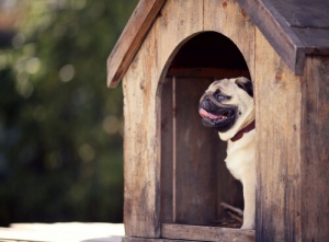 Utensílios e produtos caninos: apresentamos a você os imprescindíveis