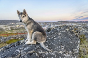 A história de Laika, a primeira cadela astronauta