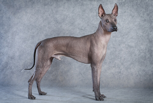 Xoloitzcuintle