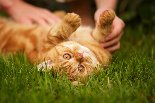 Dicas para acalmar gatos nervosos
