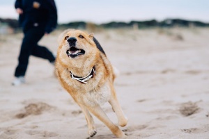 Os cães confiam demais nos humanos