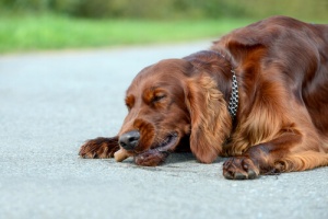 Quando um cão come tudo o que encontra na rua