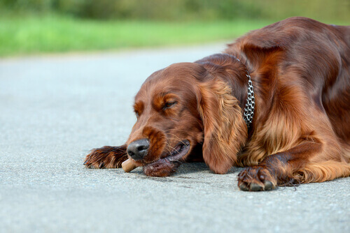 Cão comendo no chão