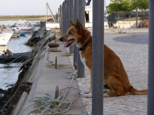 Se o seu cão é fiel, por que não corresponder com o mesmo amor?
